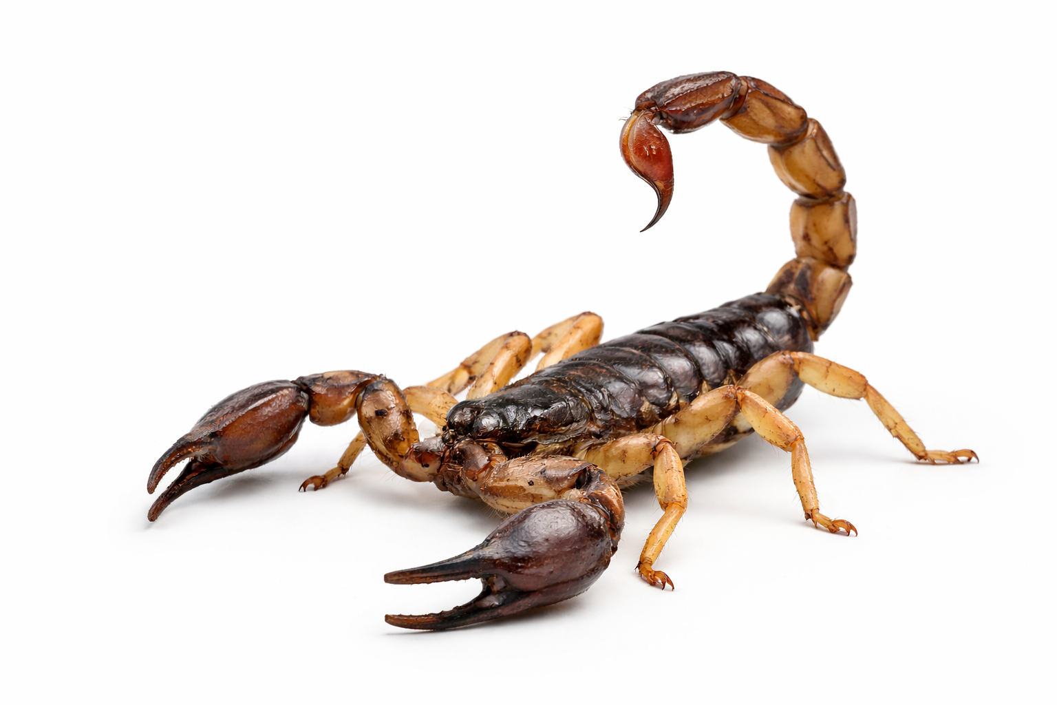 Controle de escorpiões em São Vicente - Eliminação segura de escorpião amarelo